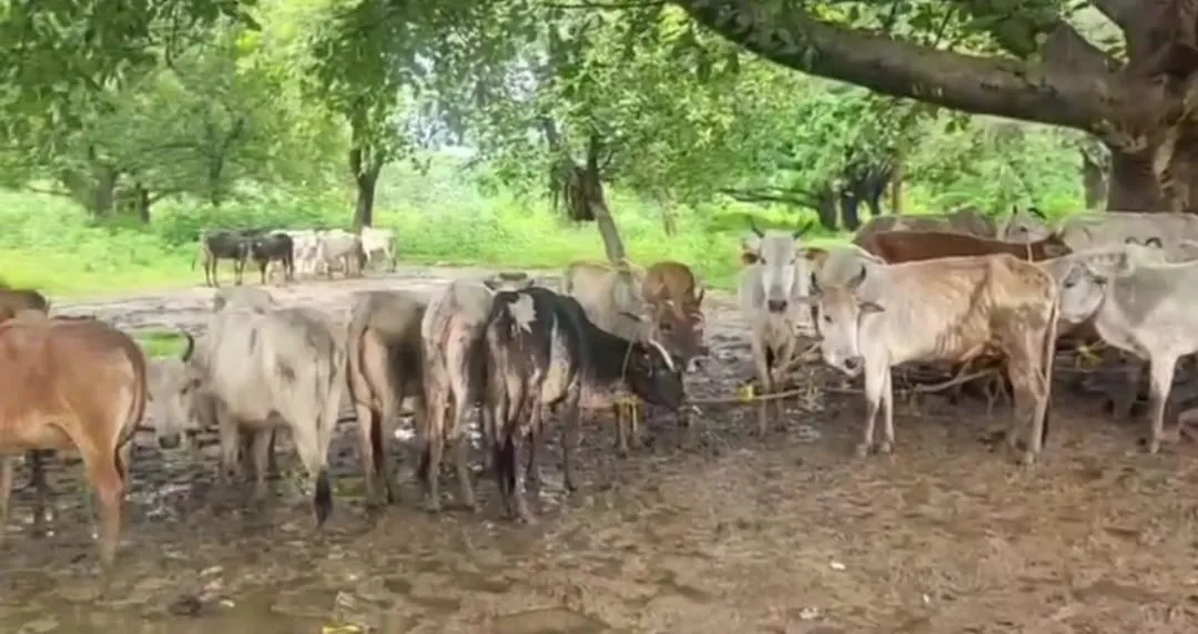 gochalana